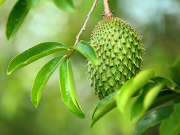 Guava vs. Guayaba vs. Guanabana: 2024 Fruit Comparison