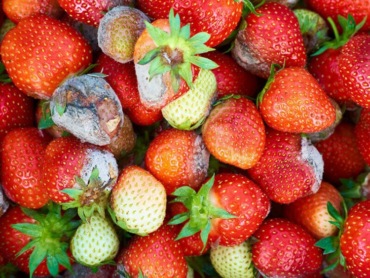 How To Ripen Strawberries: A Concise Guide In 2023!