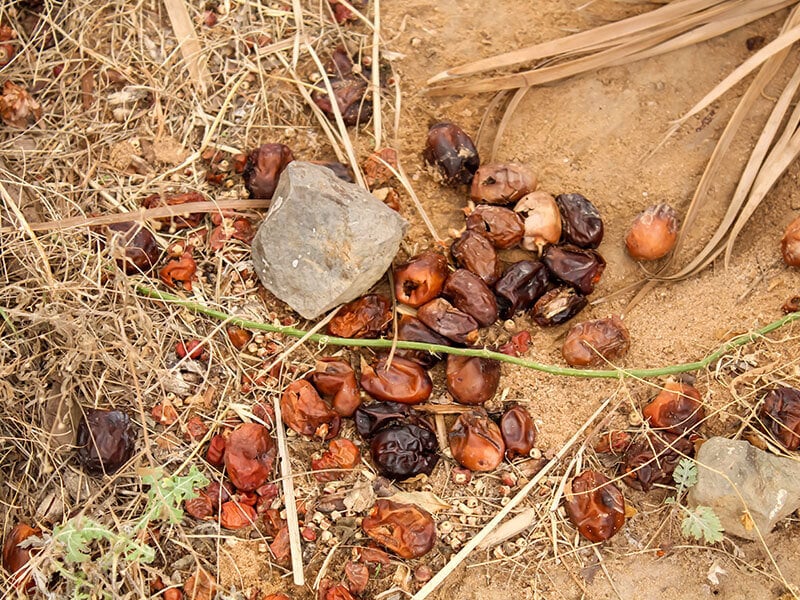 Dates Bad Food