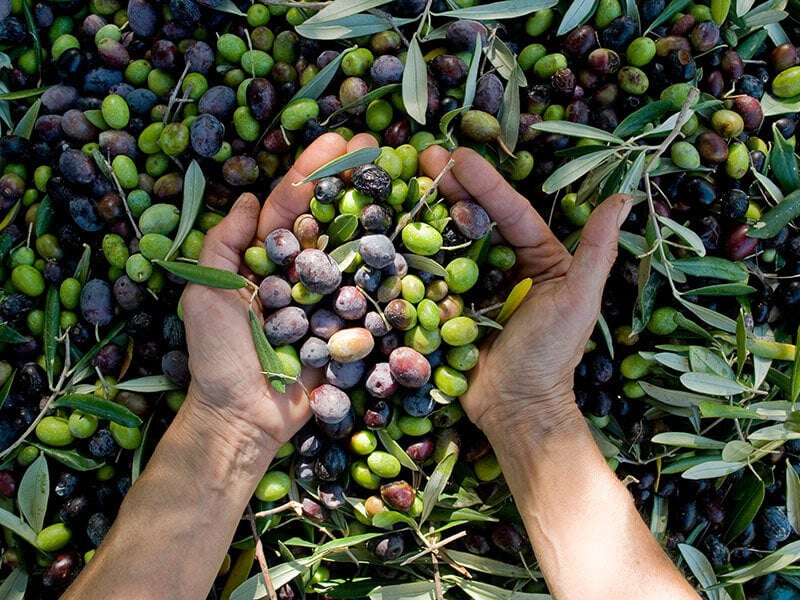 Harvest Olives