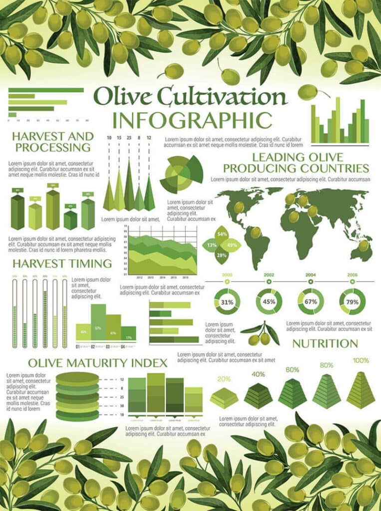 Olive Oil Infographics