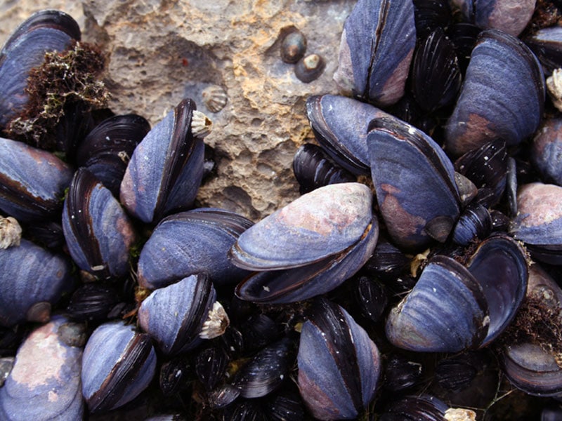 Blue Mussels