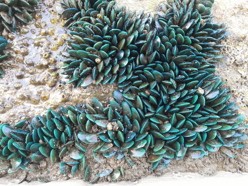 Green Mussels