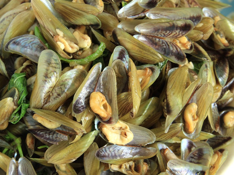 Horse Mussels