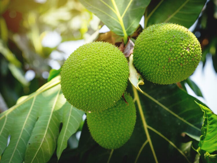 Comparing Jackfruit And Breadfruit What You Need To Know