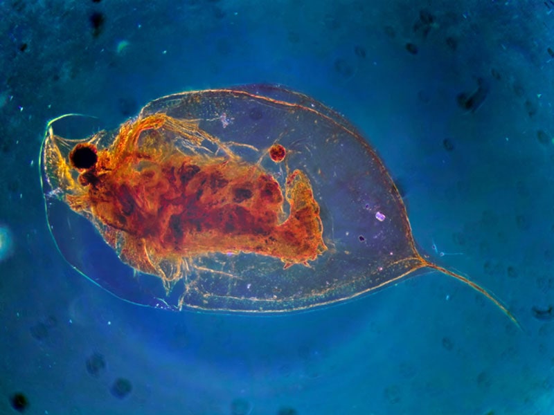 Planktonic Community