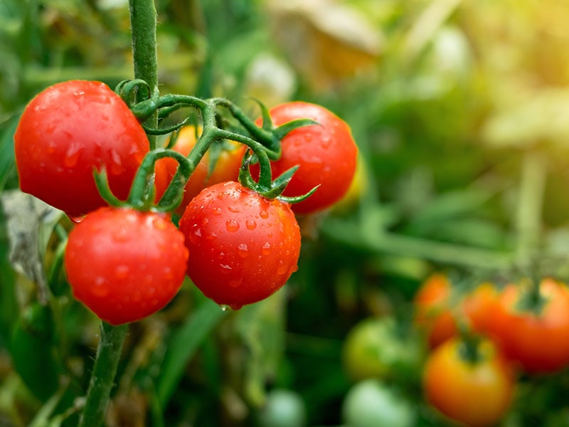 Ripe Red Tomatoes