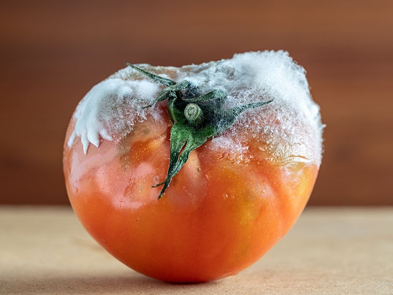 Rotten Tomato Mold