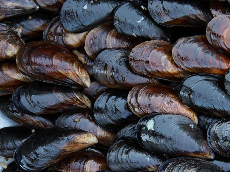 Types Of Mussels