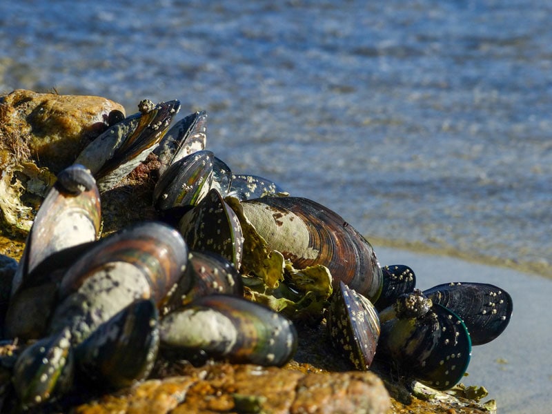 What Are Black Mussels