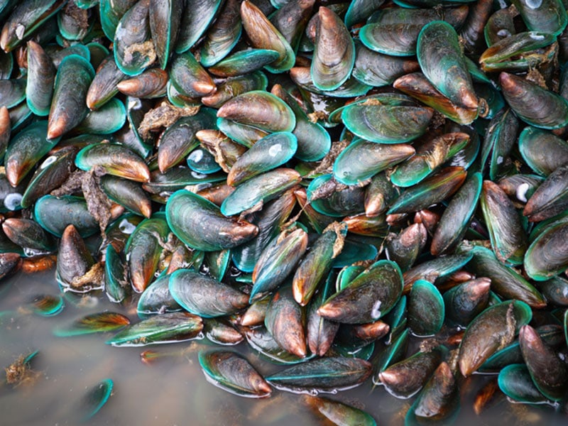 What Are Green Mussels