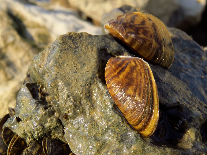 Zebra Mussels