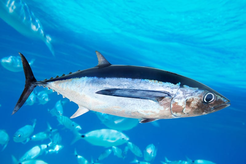 Albacore Tuna