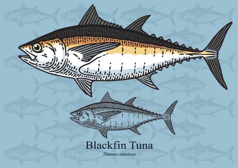 Blackfin Tuna