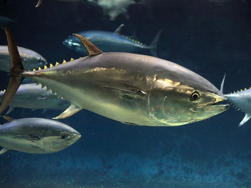 Bluefin Tuna