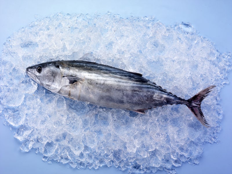 Skipjack Tuna