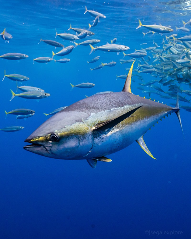 Yellowfin Tuna