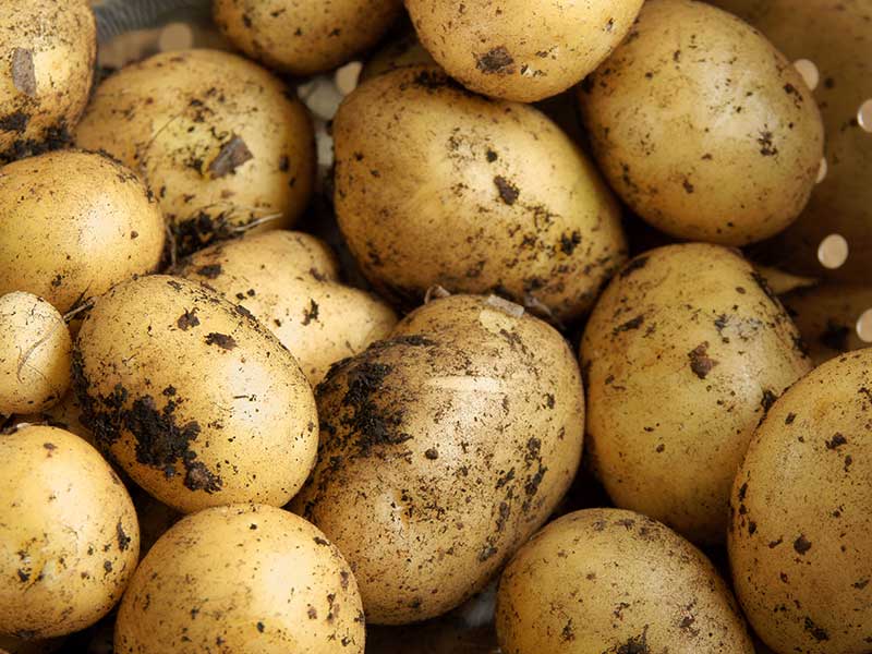 Maris Piper Potatoes