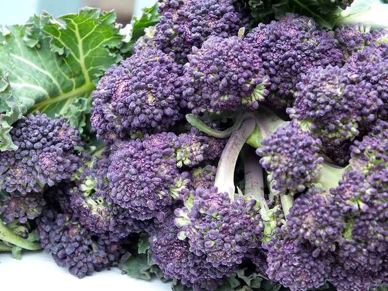 Cook Purple Broccoli