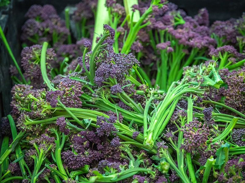 Fresh Purple Sprouting Broccoli