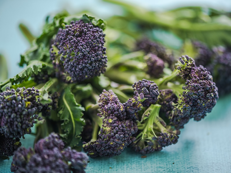 Growing Purple Broccoli