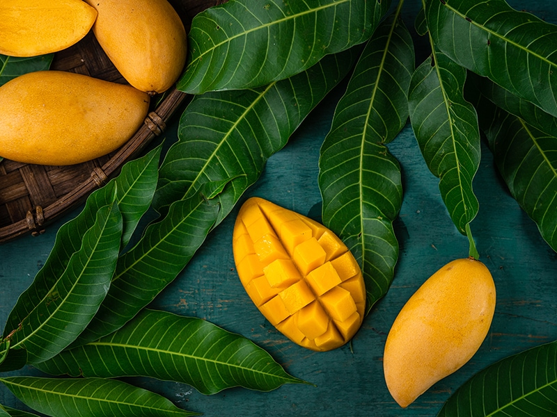 Mangoes On Leaf