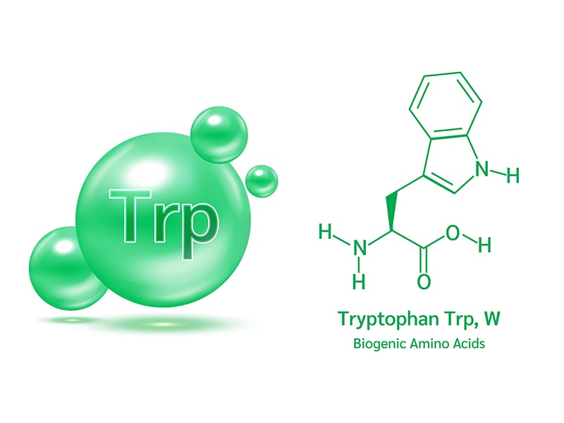 Mino Acid Tryptophan