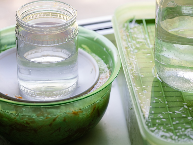 Pickling Sauerkraut