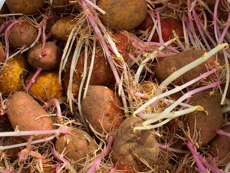 Potatoes Large