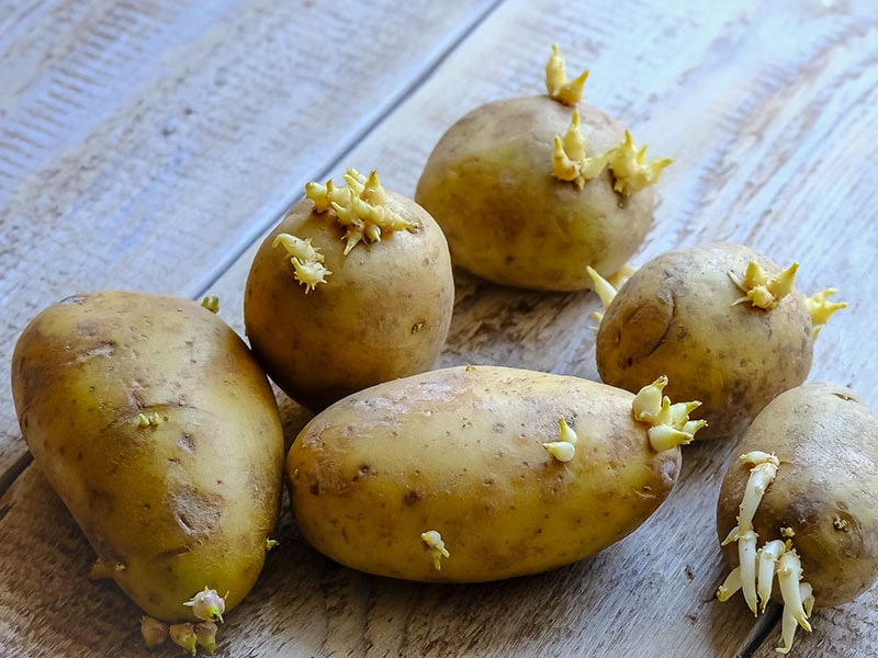 Potatoes Sprouts