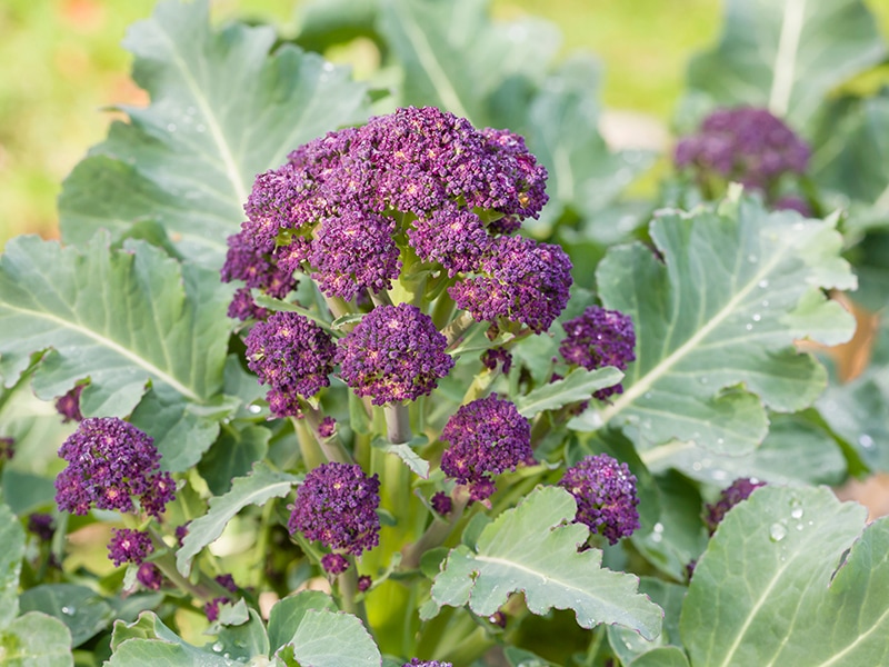 Purple Broccoli in Garden