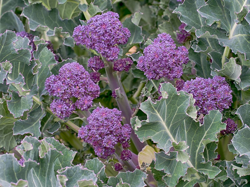 Purple Broccoli Natural