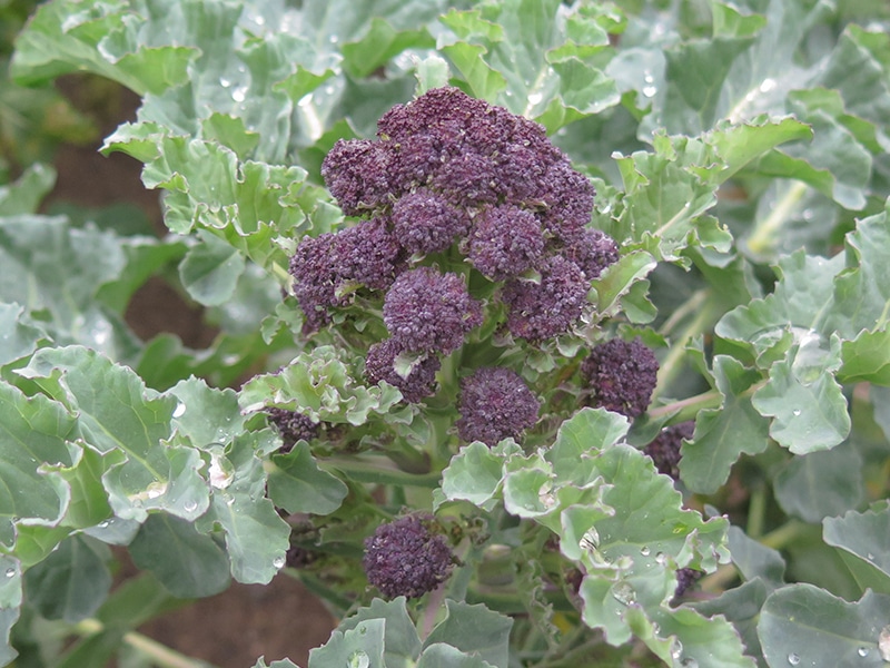 Purple Broccoli Plant