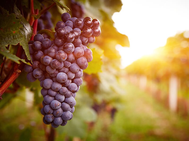 Ripe Grapes Vineyards Sunset