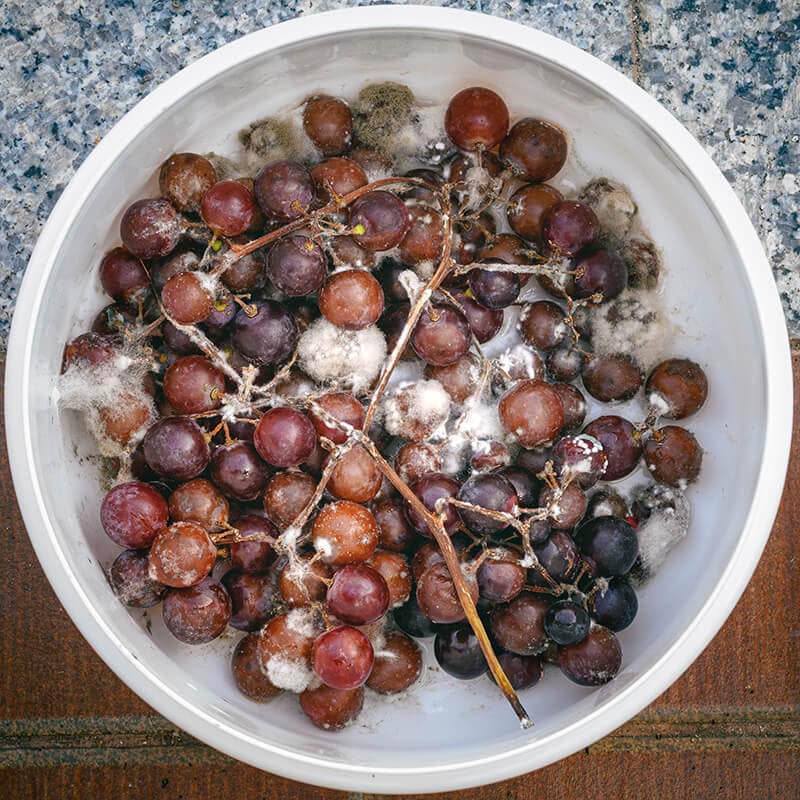 Rotten Purple Grapes