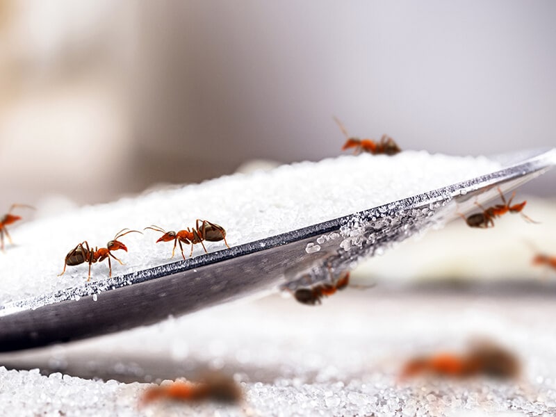 Sugar Food Of Bugs Like Ants