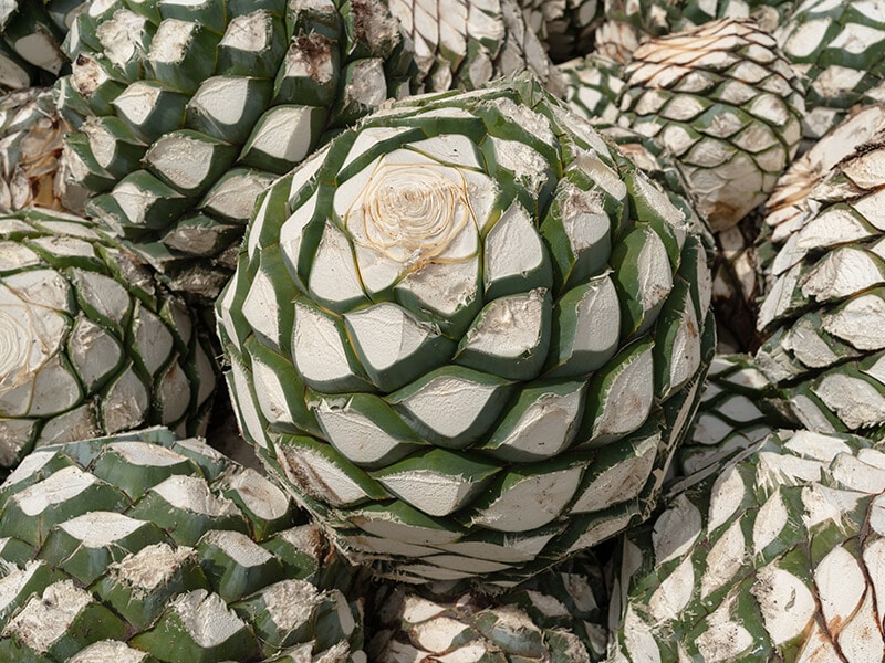 Agave Plants Make Tequila