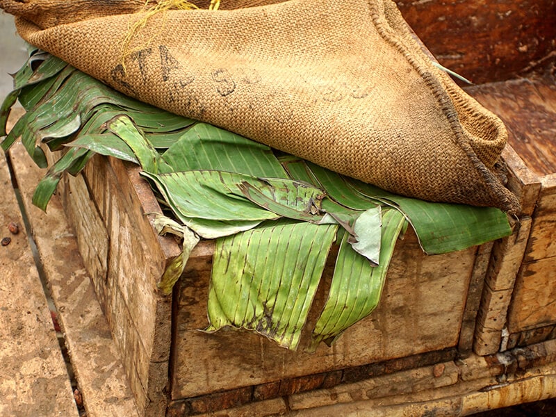 Box Of Fermenting Cacao Beans