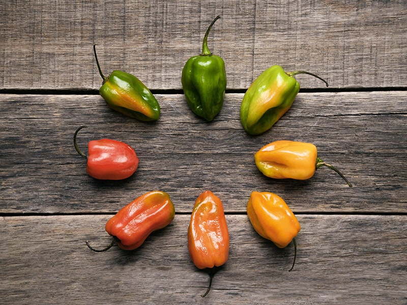 Colors Habanero Pepper