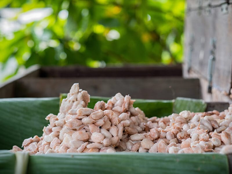 Fresh Cacao Beans