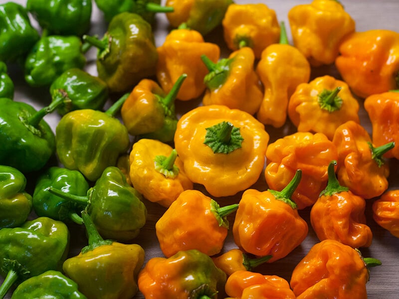 Scotch Bonnet Chili