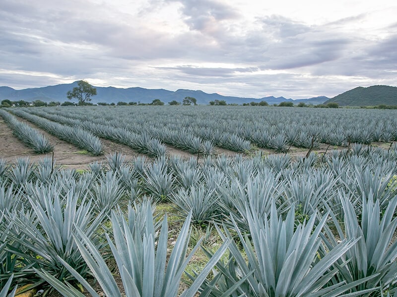 Tequila Jalisco Mexico