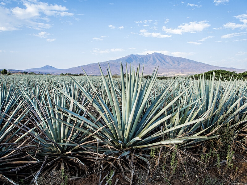 Tequila Landscape