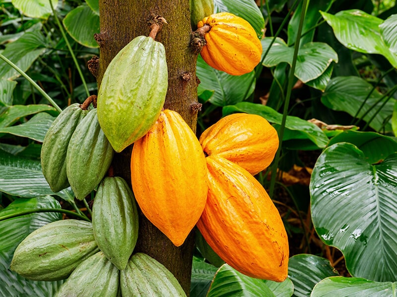 Theobroma Cacao Tree