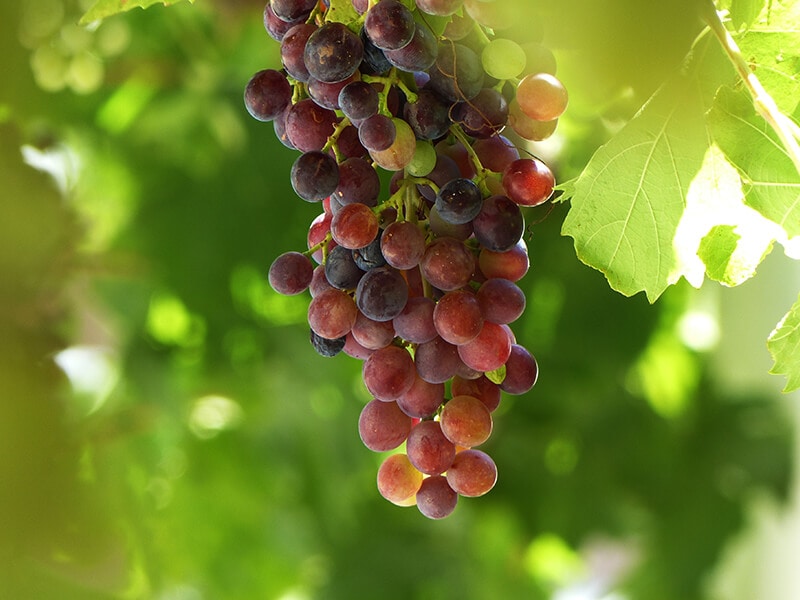 Grapes In Meal Of Greeks