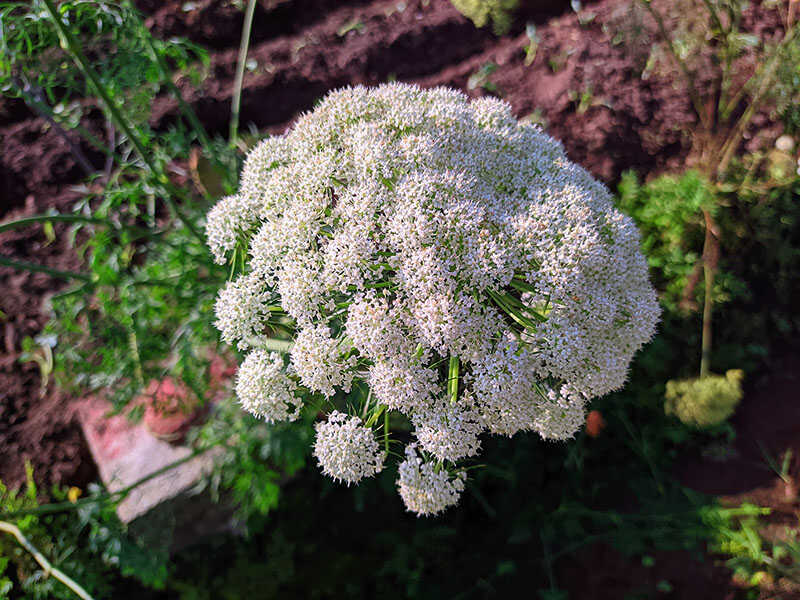 Angelica Flower Buds