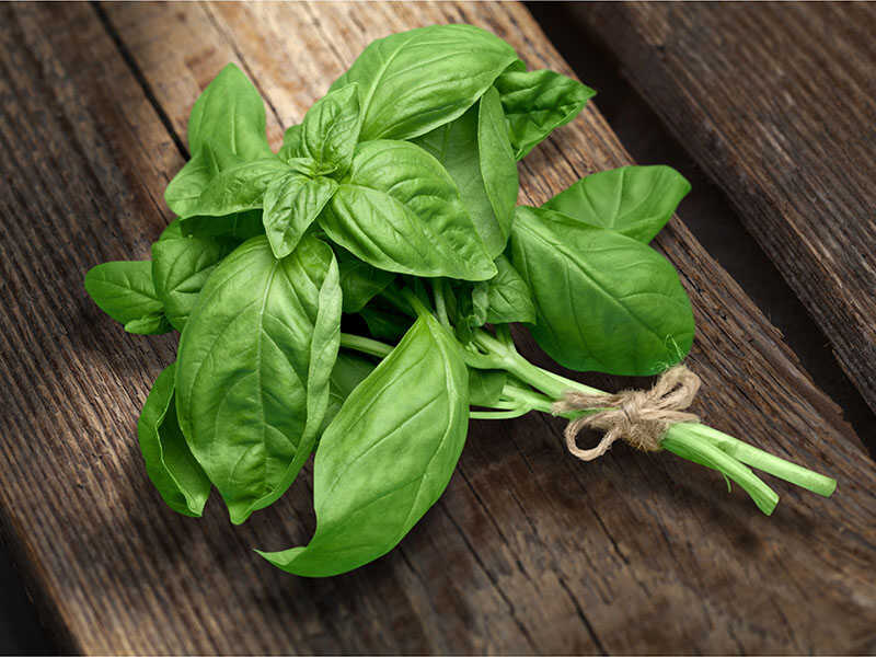 Basil Herb Garden