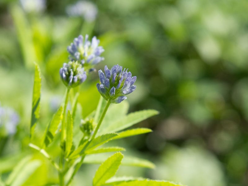 Blue Fenugreek