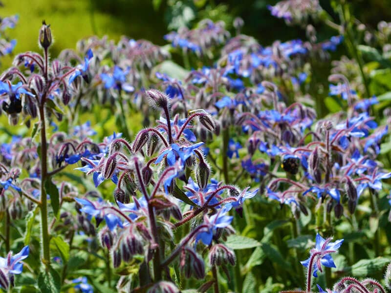 Borage Flowers