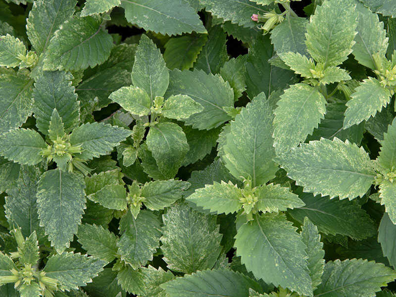 Calamint Calamintha